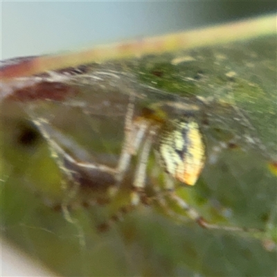 Theridion pyramidale (Tangle-web spider) at Parkes, ACT - 17 Oct 2024 by Hejor1