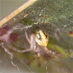 Theridion pyramidale at Parkes, ACT - 17 Oct 2024 05:40 PM