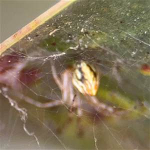 Theridion pyramidale at Parkes, ACT - 17 Oct 2024 05:40 PM