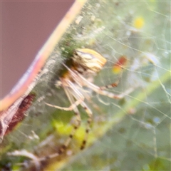 Theridion pyramidale at Parkes, ACT - 17 Oct 2024 05:40 PM