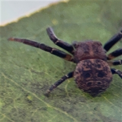 Cymbacha ocellata (Crab spider) at Parkes, ACT - 17 Oct 2024 by Hejor1