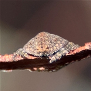 Dolophones sp. (genus) at Parkes, ACT - 17 Oct 2024 05:30 PM