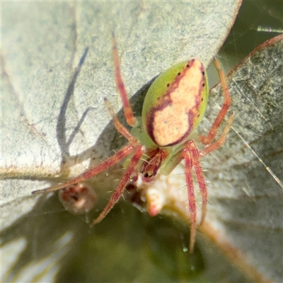 Araneus talipedatus at Parkes, ACT - 17 Oct 2024 by Hejor1