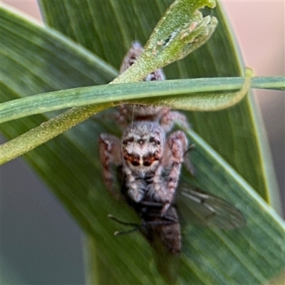 Opisthoncus sp. (genus) (Unidentified Opisthoncus jumping spider) at Parkes, ACT - 17 Oct 2024 by Hejor1