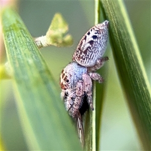 Opisthoncus sp. (genus) at Parkes, ACT - 17 Oct 2024