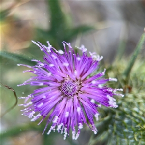 Cirsium vulgare at Parkes, ACT - 17 Oct 2024