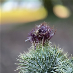 Cirsium vulgare at Parkes, ACT - 17 Oct 2024