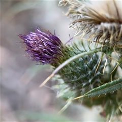 Cirsium vulgare at Parkes, ACT - 17 Oct 2024 05:23 PM