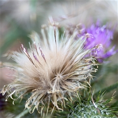 Cirsium vulgare at Parkes, ACT - 17 Oct 2024