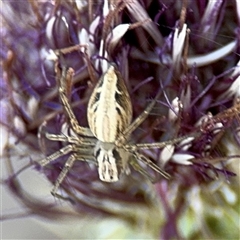 Oxyopes (genus) (Lynx spider) at Parkes, ACT - 17 Oct 2024 by Hejor1