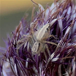 Oxyopes sp. (genus) at Parkes, ACT - 17 Oct 2024