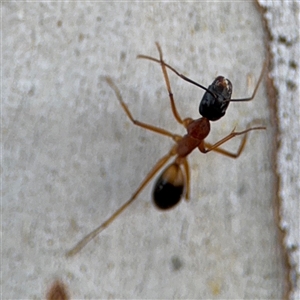 Camponotus consobrinus at Parkes, ACT - 17 Oct 2024