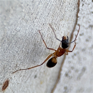 Camponotus consobrinus at Parkes, ACT - 17 Oct 2024