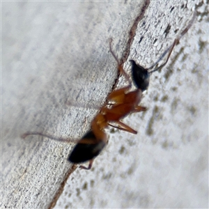 Camponotus consobrinus at Parkes, ACT - 17 Oct 2024