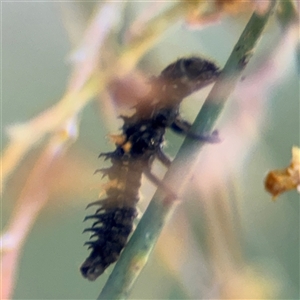 Coccinellidae (family) at Reid, ACT by Hejor1