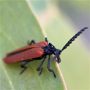 Porrostoma rhipidium (Long-nosed Lycid (Net-winged) beetle) at Parkes, ACT by Hejor1