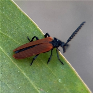 Porrostoma rhipidium at Parkes, ACT - 17 Oct 2024