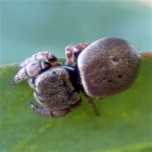 Simaethula sp. (genus) (A jumping spider) at Parkes, ACT by Hejor1