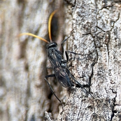 Fabriogenia sp. (genus) (Spider wasp) at Parkes, ACT - 17 Oct 2024 by Hejor1