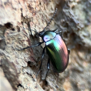 Chalcopteroides sp. (genus) at Parkes, ACT by Hejor1