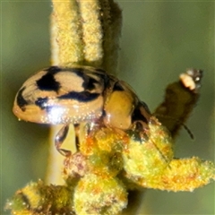 Peltoschema hamadryas (Hamadryas leaf beetle) at Parkes, ACT - 17 Oct 2024 by Hejor1