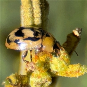 Peltoschema hamadryas (Hamadryas leaf beetle) at Parkes, ACT by Hejor1