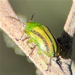 Calomela juncta (Leaf beetle) at Parkes, ACT - 17 Oct 2024 by Hejor1