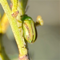 Calomela juncta at Parkes, ACT - 17 Oct 2024