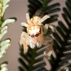 Opisthoncus sp. (genus) (Opisthoncus jumping spider) at Parkes, ACT - 17 Oct 2024 by Hejor1