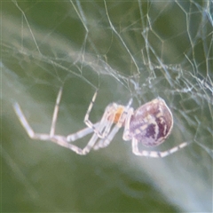 Theridiidae (family) (Comb-footed spider) at Parkes, ACT - 17 Oct 2024 by Hejor1