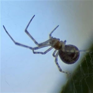 Theridiidae (family) at Parkes, ACT - 17 Oct 2024 04:48 PM