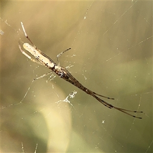 Tetragnatha sp. (genus) at Parkes, ACT - 17 Oct 2024