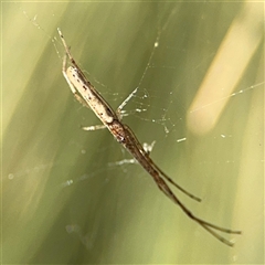 Tetragnatha sp. (genus) at Parkes, ACT - 17 Oct 2024