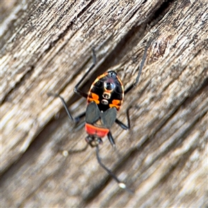 Dindymus versicolor (Harlequin Bug) at Parkes, ACT by Hejor1