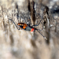 Dindymus versicolor at Parkes, ACT - 17 Oct 2024