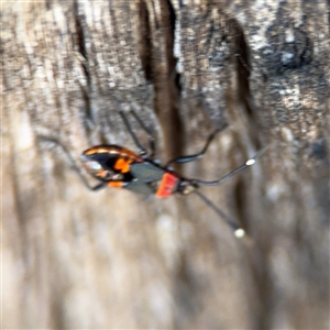 Dindymus versicolor at Parkes, ACT - 17 Oct 2024