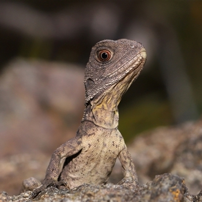 Intellagama lesueurii howittii (Gippsland Water Dragon) at Acton, ACT - 17 Oct 2024 by TimL