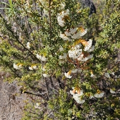 Pimelea linifolia subsp. linifolia (Queen of the Bush, Slender Rice-flower) at Tharwa, ACT - 13 Oct 2024 by Jiggy