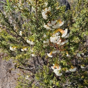 Pimelea linifolia subsp. linifolia at Tharwa, ACT - 13 Oct 2024 10:26 AM