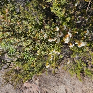 Pimelea linifolia subsp. linifolia at Tharwa, ACT - 13 Oct 2024 10:26 AM