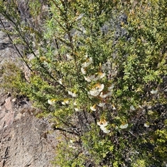 Pimelea linifolia subsp. linifolia at Tharwa, ACT - 13 Oct 2024 10:26 AM