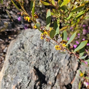 Daviesia mimosoides at Tharwa, ACT - 13 Oct 2024 10:27 AM