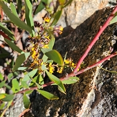 Daviesia mimosoides at Tharwa, ACT - 13 Oct 2024