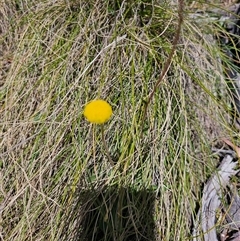 Craspedia variabilis (Common Billy Buttons) at Tharwa, ACT - 13 Oct 2024 by Jiggy