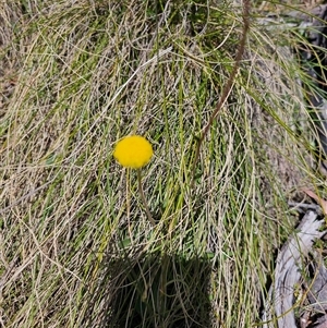 Craspedia variabilis at Tharwa, ACT - suppressed