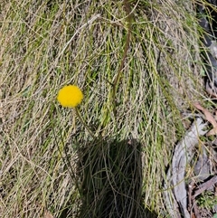 Craspedia variabilis at Tharwa, ACT - suppressed