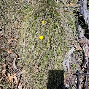 Craspedia variabilis at Tharwa, ACT - suppressed