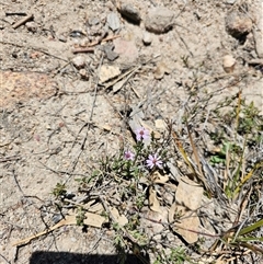 Olearia tenuifolia (Narrow-leaved Daisybush) at Tharwa, ACT - 13 Oct 2024 by Jiggy