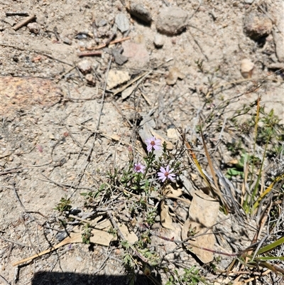 Olearia tenuifolia (Narrow-leaved Daisybush) at Tharwa, ACT - 13 Oct 2024 by Jiggy