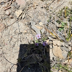 Olearia tenuifolia at Tharwa, ACT - 13 Oct 2024 11:47 AM